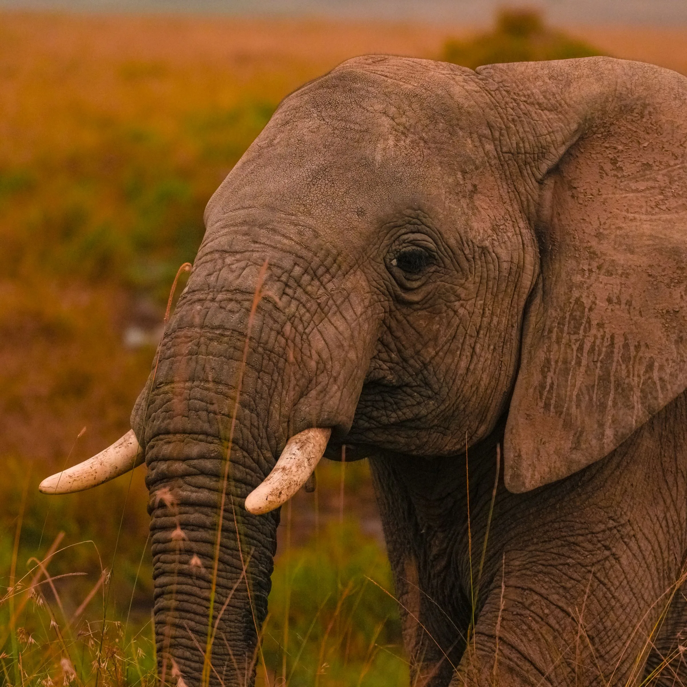 An African elephant at golden hour in the Kenyan savanna