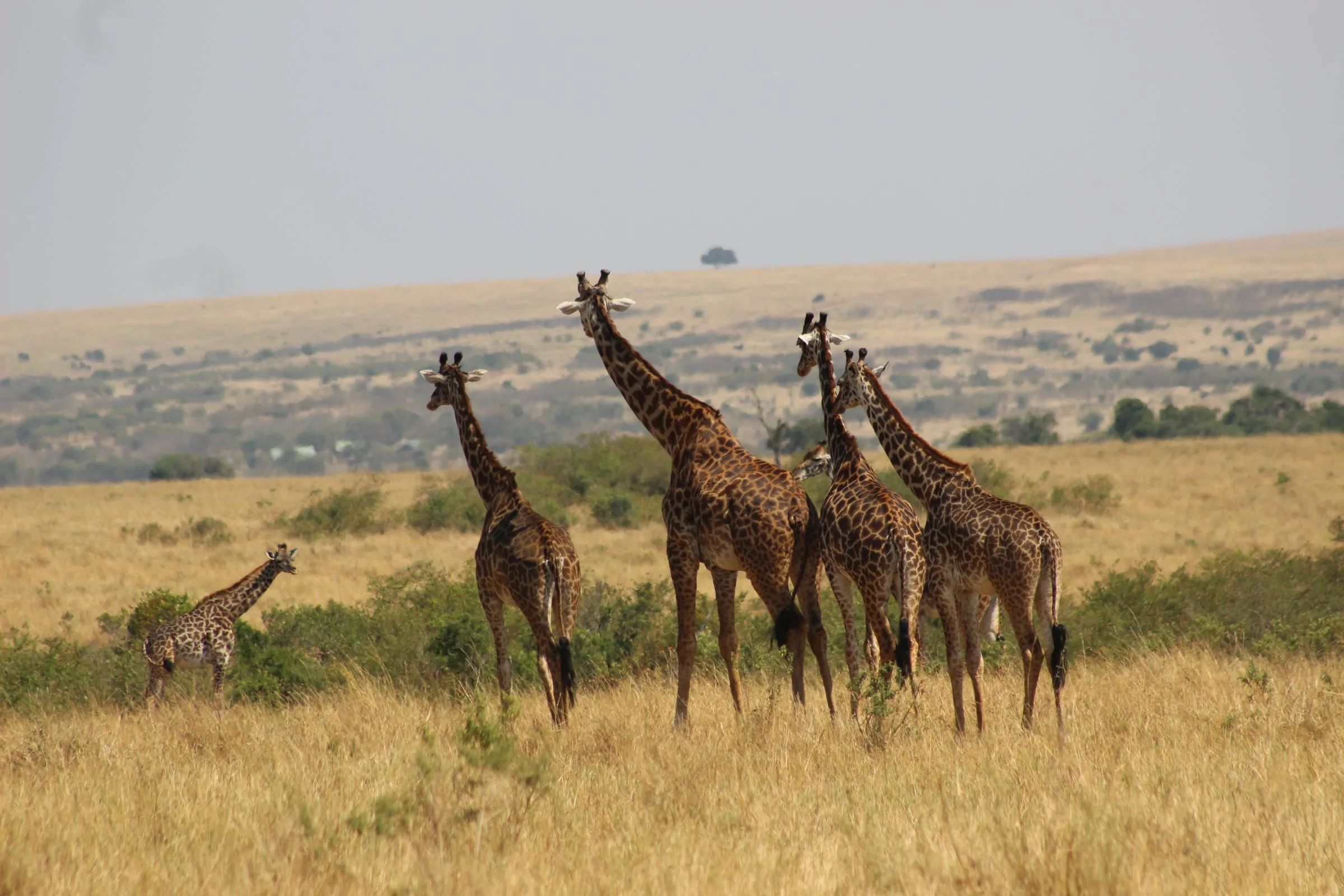 A family of giraffes on the open Maasai Mara savanna, Kenya